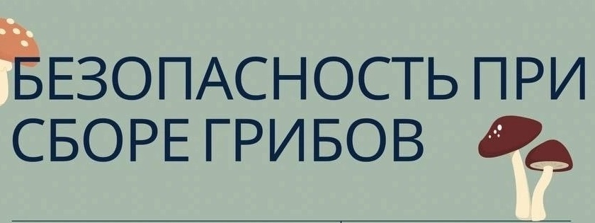 Грибной сезон в самом разгаре!.