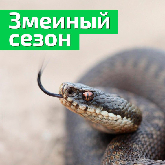 Осторожно, змеи!. Осторожно, змеи!.